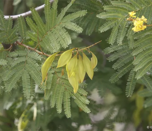 Close-up of Peltophorum africanum leaves and seed pods.