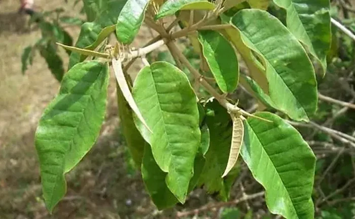 Croton Megalocarpus Tree