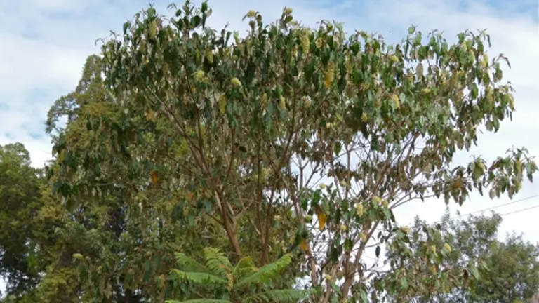 Croton Megalocarpus tree with dense green foliage and tall branching structure under a clear sky.