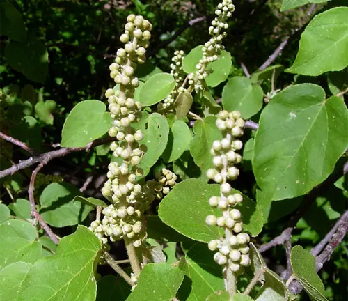 Croton Macrostachyus with green leaves and clusters of small white flower buds.