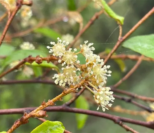 Croton Dichogamus with small white flowers and thin brown branches.