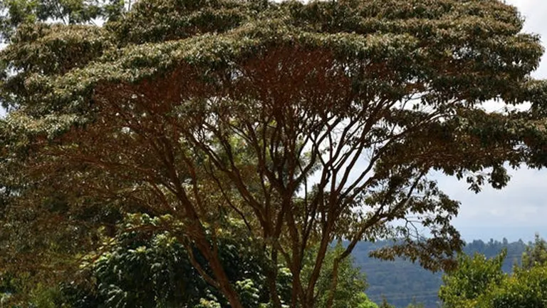 Tall Croton Megalocarpus tree with a broad canopy and visible branching structure.