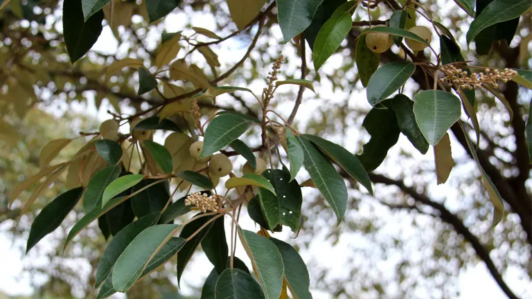 Croton Megalocarpus tree branch with green leaves, clusters of flowers, and round fruits.