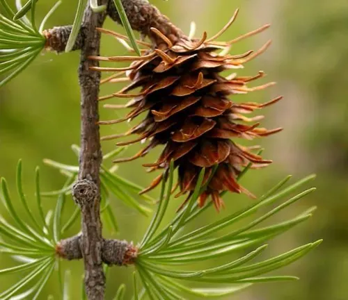 Western Larch branch with a brown cone and green needles.