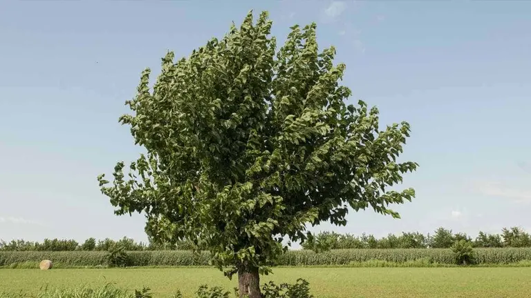 A Giant Yellow Mulberry Tree with a dense, leafy canopy standing in an open field under a clear sky.