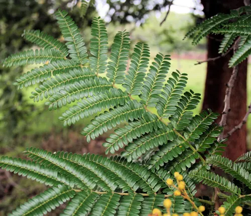 Green leaves of Peltophorum dubium tree.