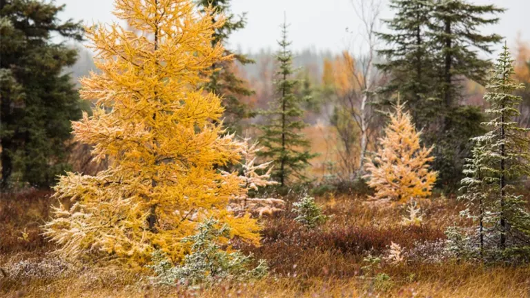 Tamarack trees with golden-yellow needles in an autumn landscape.