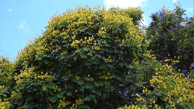 Siar Tree covered in bright yellow flowers against a blue sky.