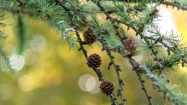 Tamarack tree branch with green needles and small cones.