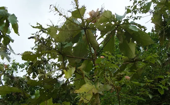 Giant Yellow Mulberry Tree