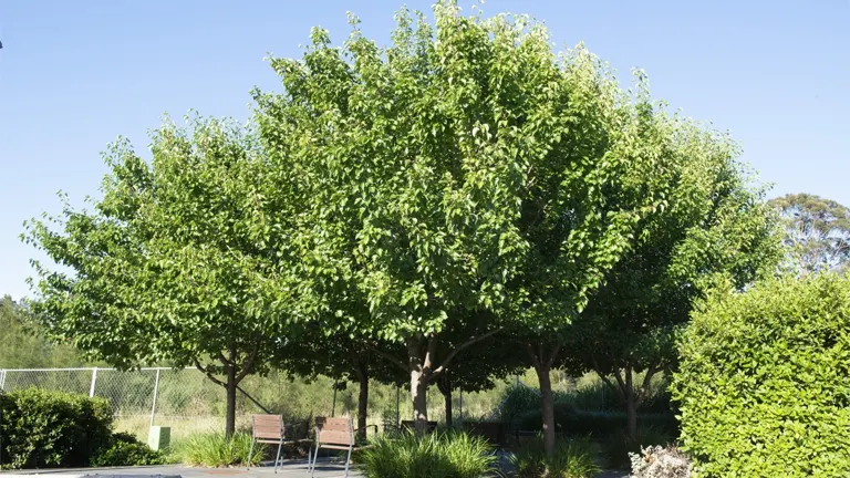 Siar Trees with dense green foliage in a landscaped area.