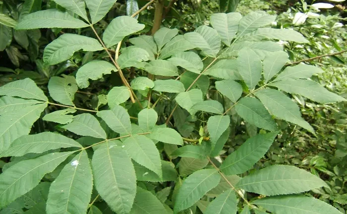 Bitternut Hickory Tree