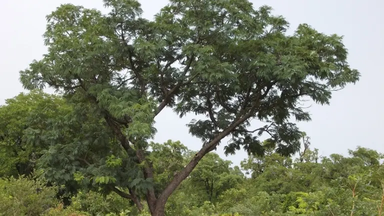 Tall Bolon Tree with dense green foliage in a forested area.