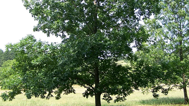 Bitternut Hickory Tree with dense green foliage in a grassy field.