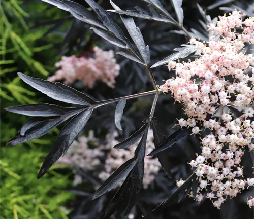 Black elderberry (Sambucus nigra) branch with dark leaves and clusters of pale pink flowers.