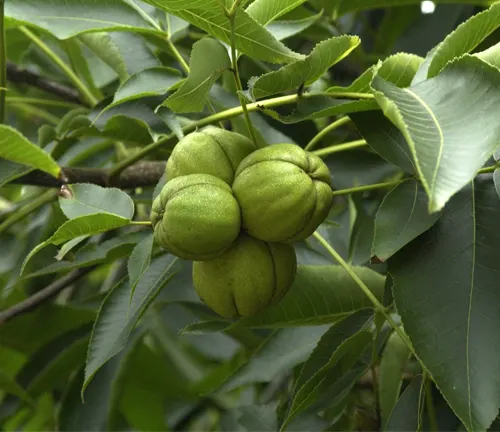 Shagbark Hickory tree branch with green clustered nuts and dark green leaves.