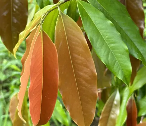 Close-up of Platymitra macrophylla leaves with green and reddish-brown hues.