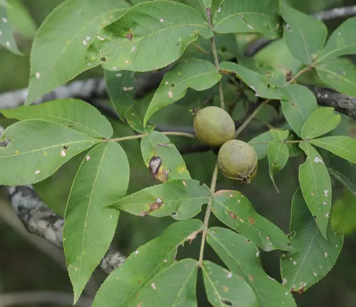 Pignut Hickory branch with green leaves and two small brown nuts.