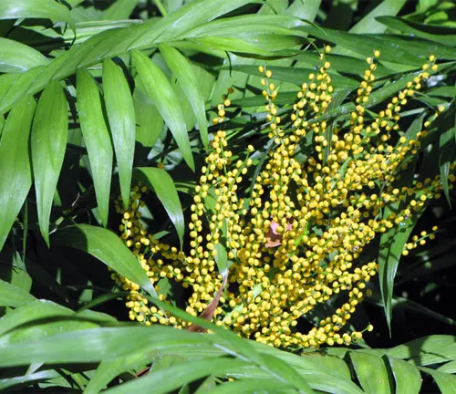 Yellow flower clusters of Platymitra Angustifolia amid green leaves.