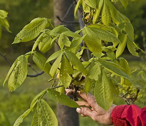 Mockernut Hickory branch with green leaves and a person’s hand inspecting the tree.