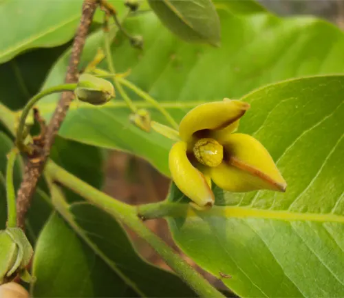 Close-up of Platymitra tomentosa yellow flower with green leaves.