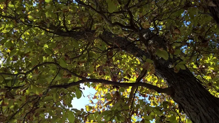 Bitternut Hickory tree canopy with branches and green leaves backlit by sunlight.