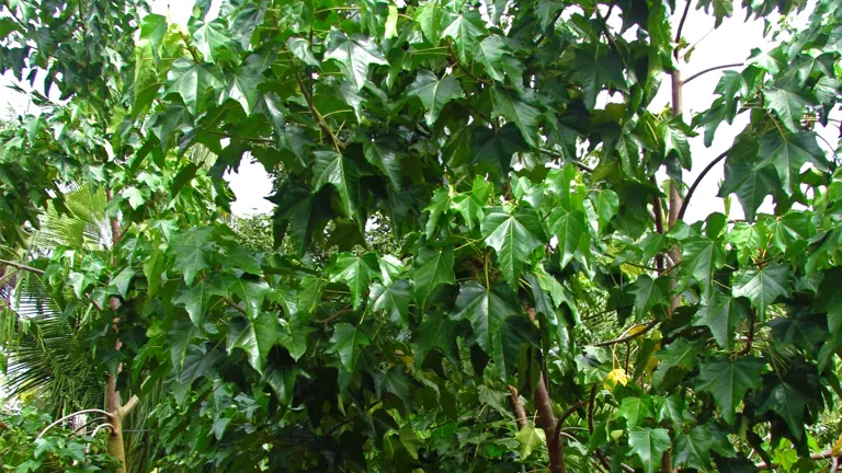 Dense green foliage of the Bolon Tree.