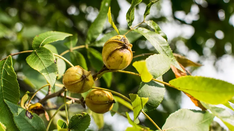 Bitternut Hickory branch with ripe yellow-brown nuts and green leaves.