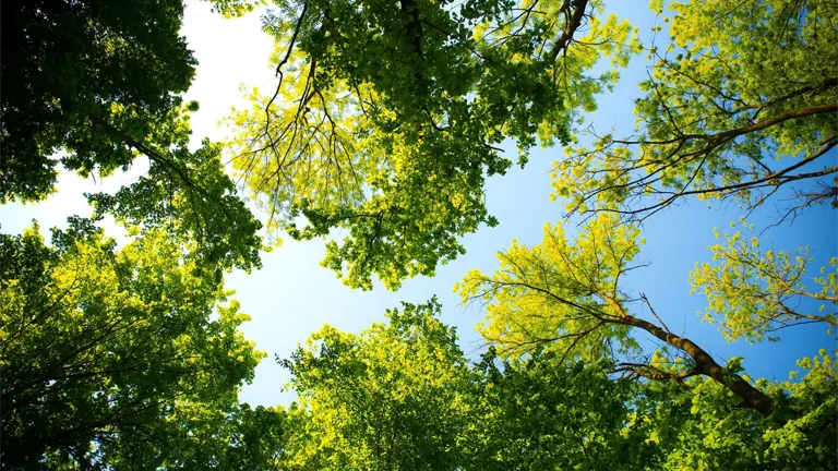 Canopy view of Bolon Tree foliage against a bright blue sky.