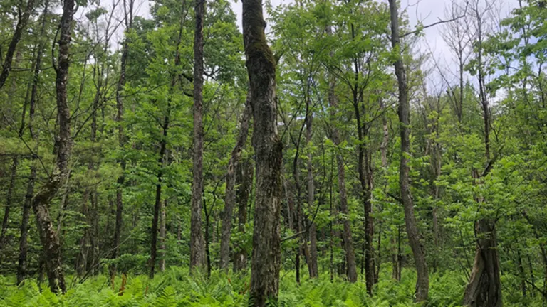 Dense grove of Black Ash Trees with green ferns covering the forest floor.