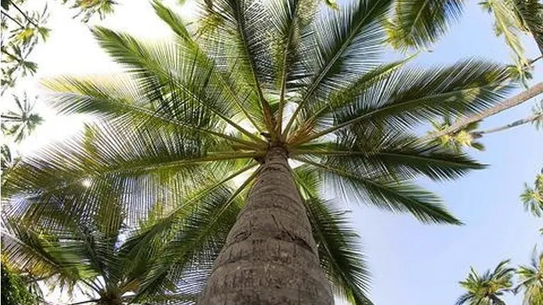 Upward view of a Tagua Tree with large, spreading fronds against the sky