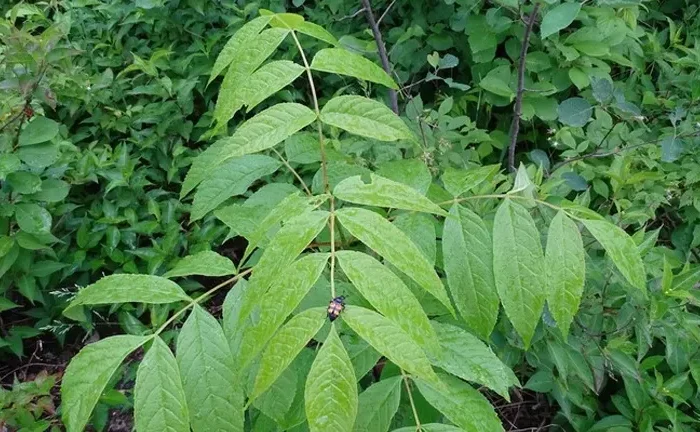 Black Ash Tree