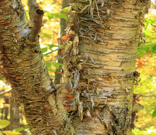 Close-up of Yellow Birch trunks with golden peeling bark in a forest setting during autumn.