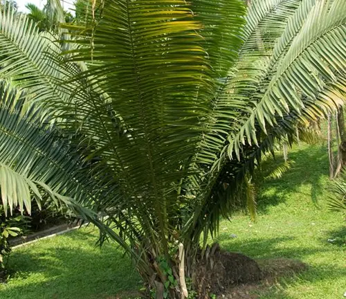 Phytelephas macrocarpa with dense, feather-like fronds on a grassy