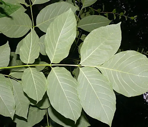 Compound leaves of White Ash (Fraxinus Americana) with smooth-edged leaflets.