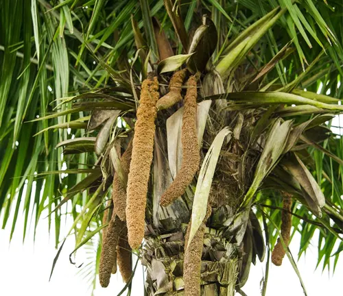 Phytelephas tenuicaulis with elongated brown seed pods hanging among fronds.