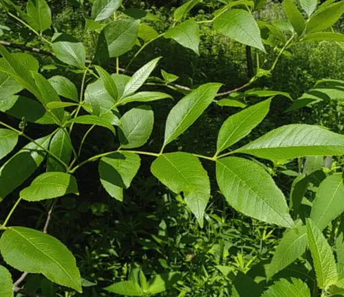 Compound leaves of Green Ash (Fraxinus Pennsylvanica) with pointed leaflets.