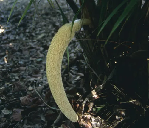 Phytelephas seemannii with a single curved, yellowish flower spike near the base.