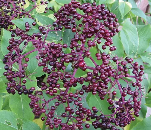 American elderberry (Sambucus canadensis) branch with clusters of dark red-purple berries and green foliage.