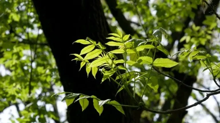 Sunlit Black Ash Tree branch with compound leaves.