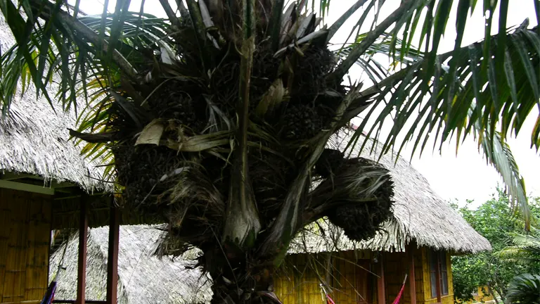 Tagua Tree with dense fronds and clustered seed pods near thatched huts.