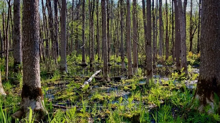 Wetland forest with Black Ash Trees and dense undergrowth.