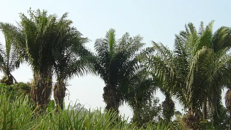 Row of Tagua Trees with tall, feathered fronds in a grassy area.