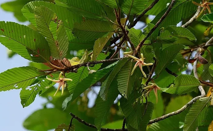 Leaf-Tailed Panau Tree