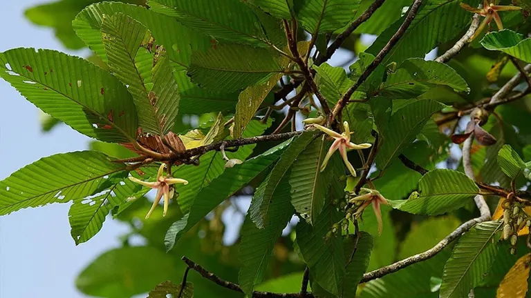 Leaf-Tailed Panau Tree