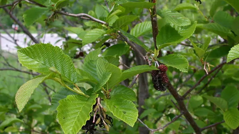 Speckled Alder tree branch with serrated green leaves and dark catkins.