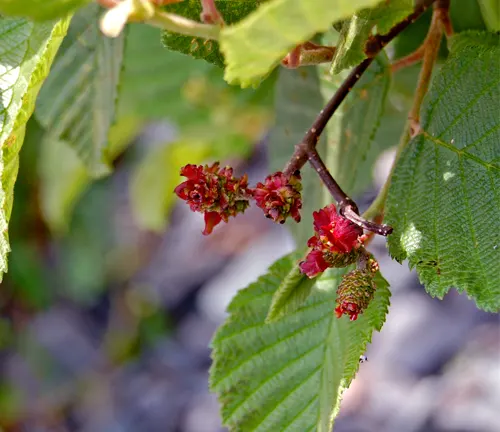 Alnus incana subsp. rugosa branch with serrated leaves and red catkins.