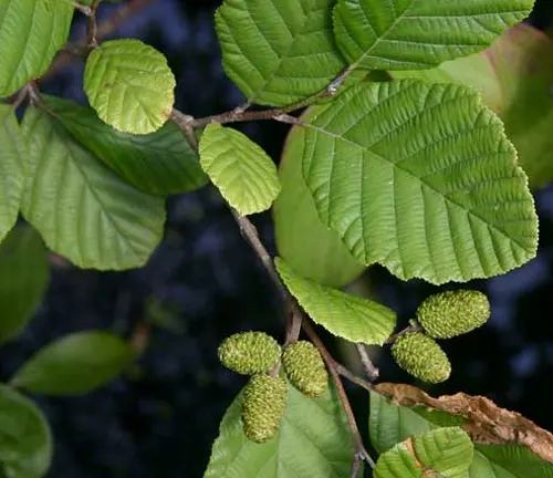 Alnus incana subsp. tenuifolia branch with serrated leaves and green catkins.