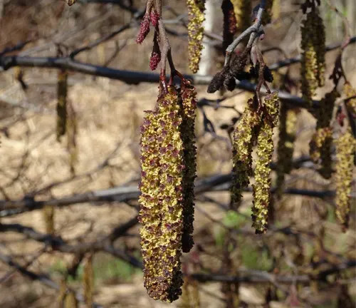 Alnus incana subsp. incana with long, hanging yellow catkins.