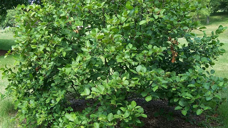 Dense Speckled Alder tree with green, serrated leaves.